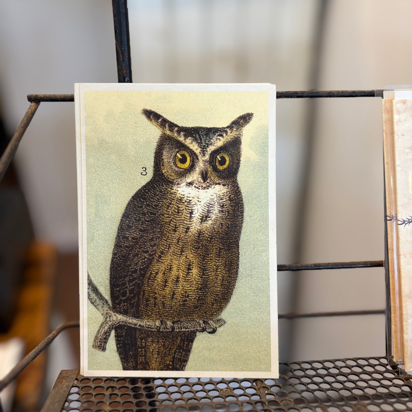 Owl Post Card