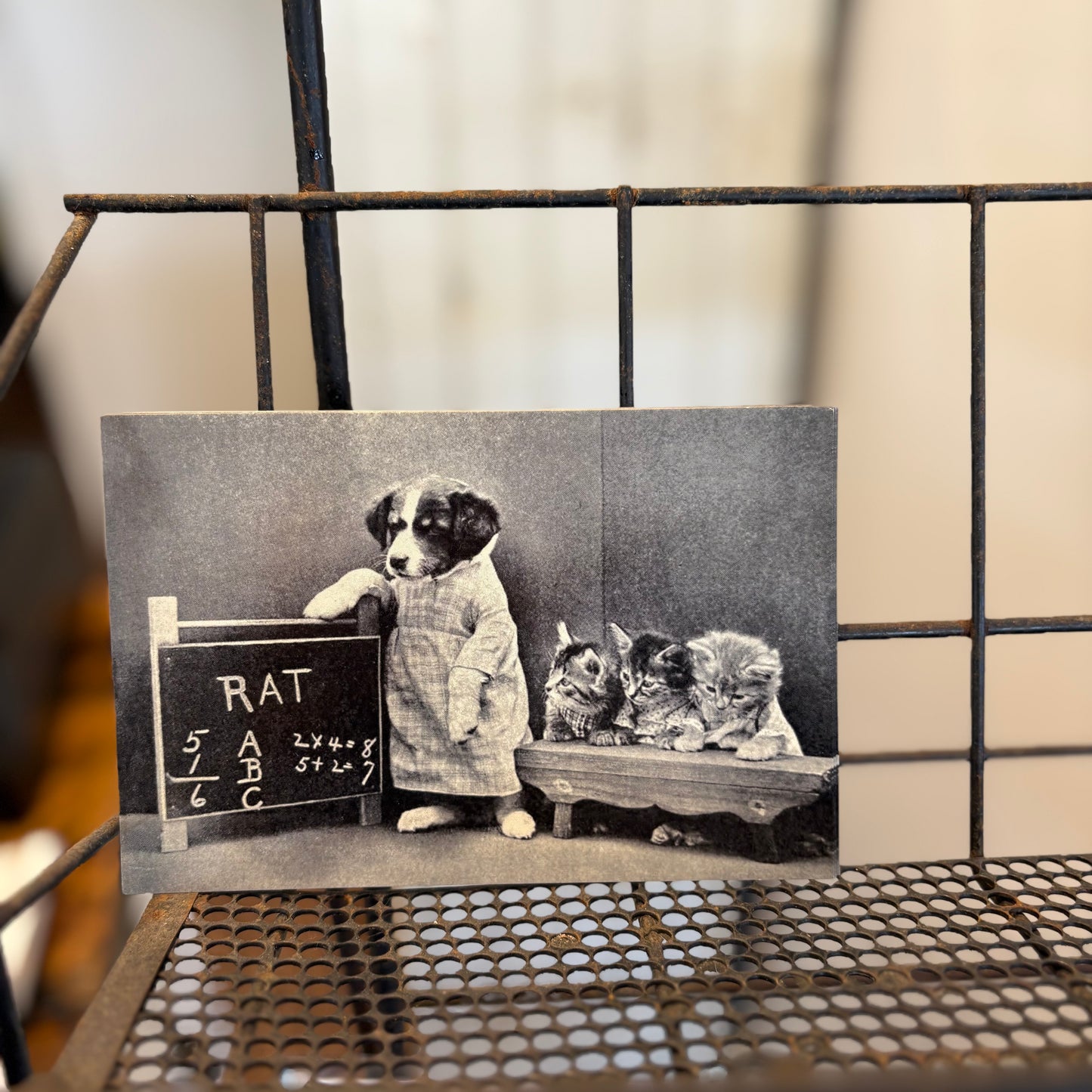 Teachers Pets Post Card