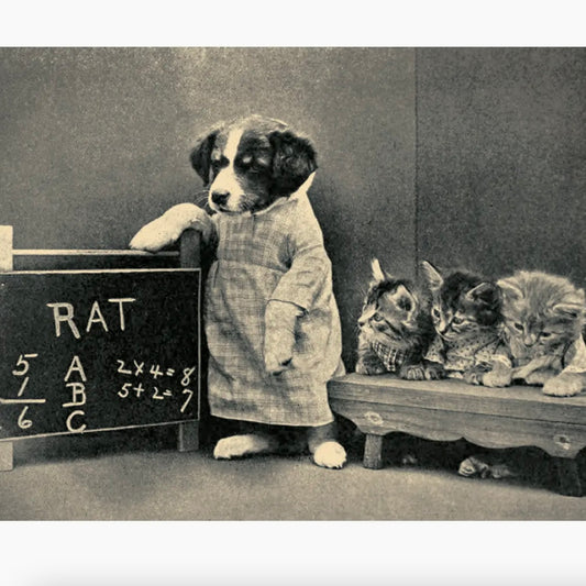 Teachers Pets Post Card