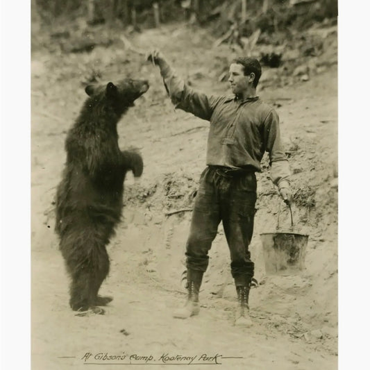 Don't Feed the Bears Post Card