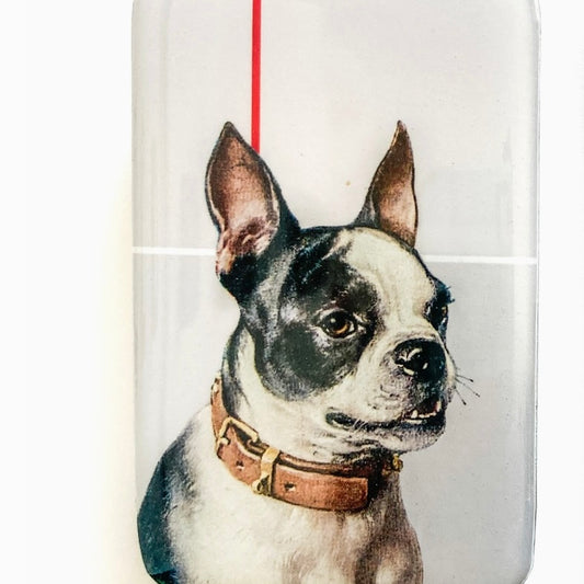Boston Terrier Tin