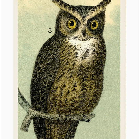 Owl Post Card