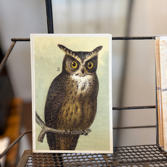 Owl Post Card